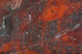 Polished Stromatolite (Collenia) - Minnesota #126088-1